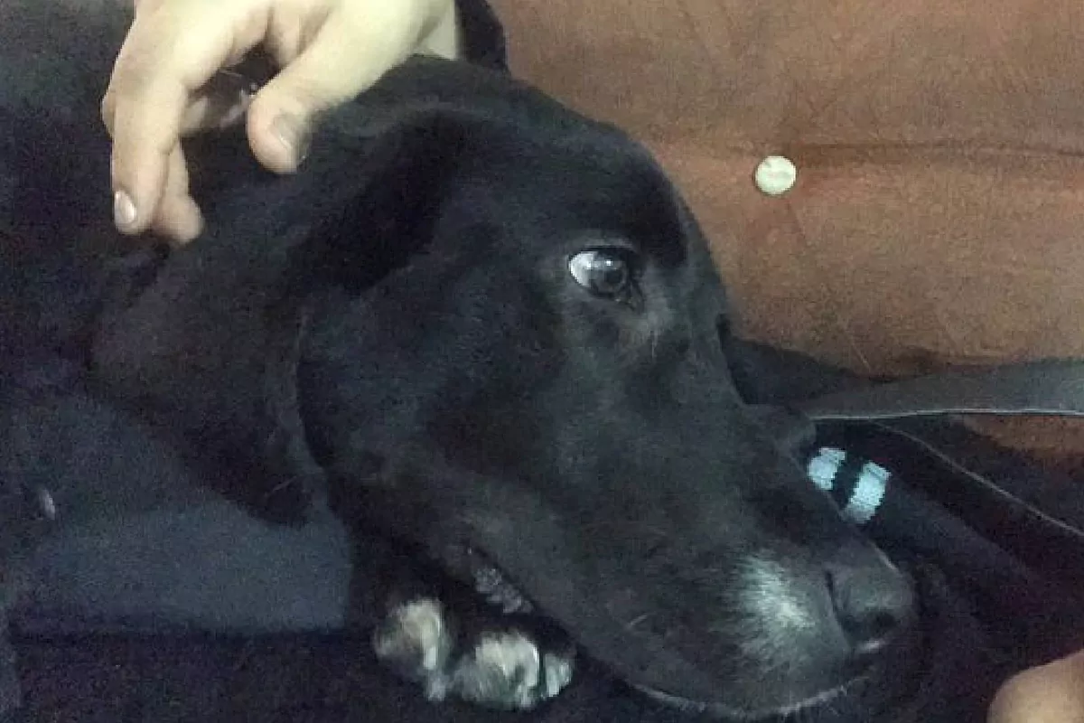 por qué mi perro no come de un plato